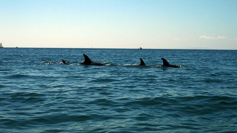 Sea Kayaking Tour to Dolphin Sanctuary and Point Nepean - Mornington Peninsula