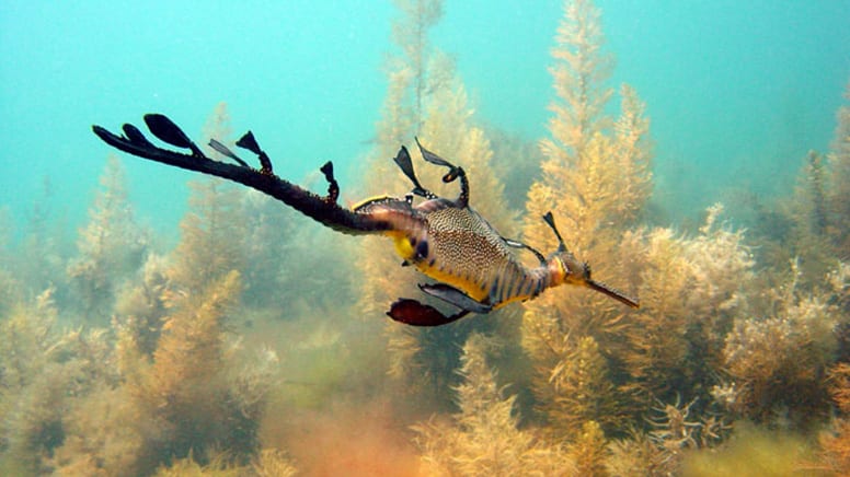 Sea Dragon Introductory Scuba Dive - Mornington Peninsula