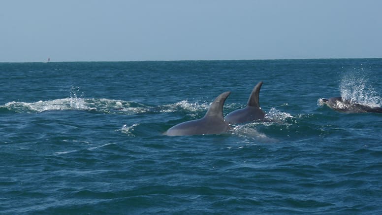 Sea Kayaking at Point Nepean Dolphin Sanctuary, 1 Day - Melbourne