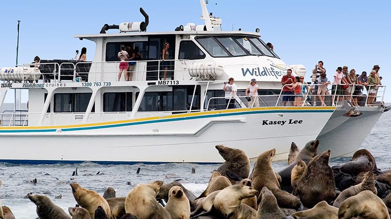 Seal Watching Cruise, 2 Hours - Phillip Island