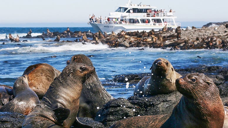 Seal Watching Cruise, 2 Hours - Phillip Island
