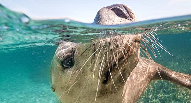 swim with seals 