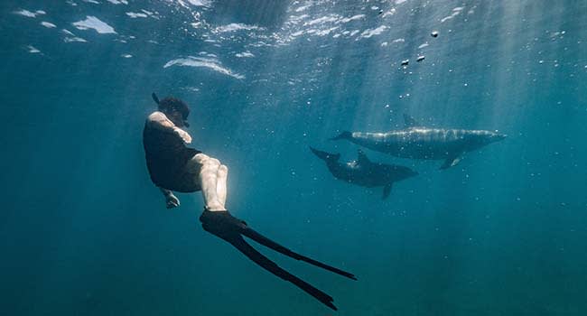 Swimming with dolphins