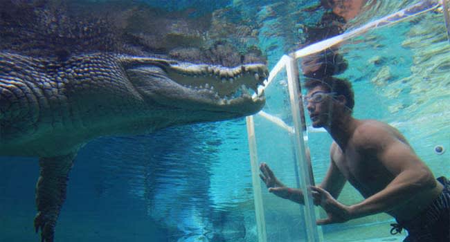 Swim With Crocodiles, Darwin