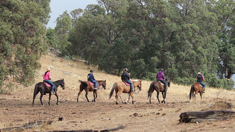 Horse Riding Adventure, 1 Hour - Jarrahdale, Perth - Weekday