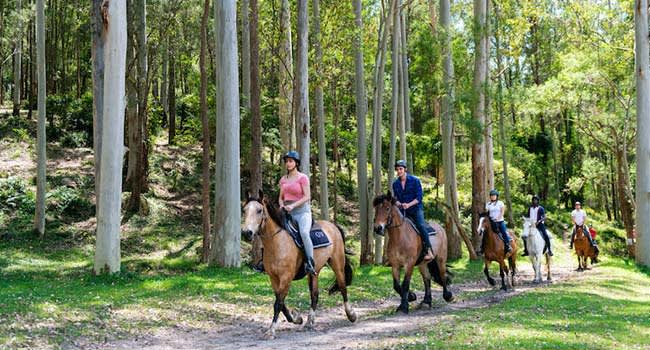 Horse Riding Adventure, Glenworth Valley