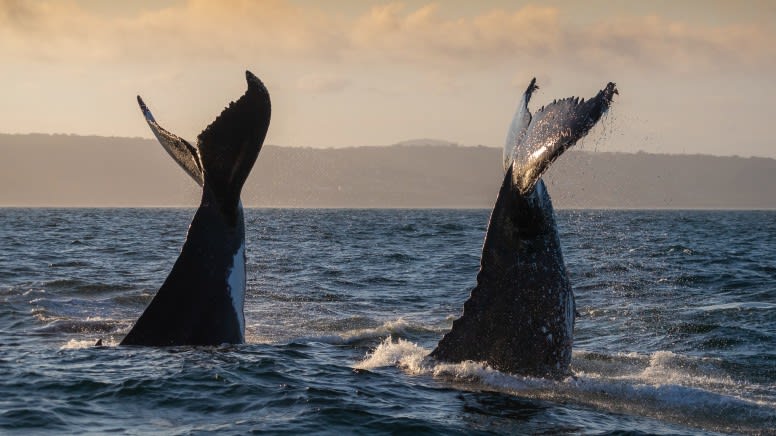 Merimbula Whale Watching Adventure, 2 Hours