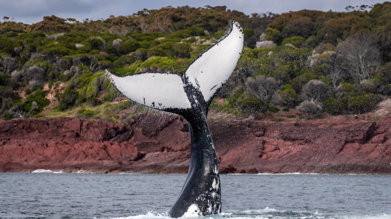 Merimbula Whale Watching Adventure, 2 Hours