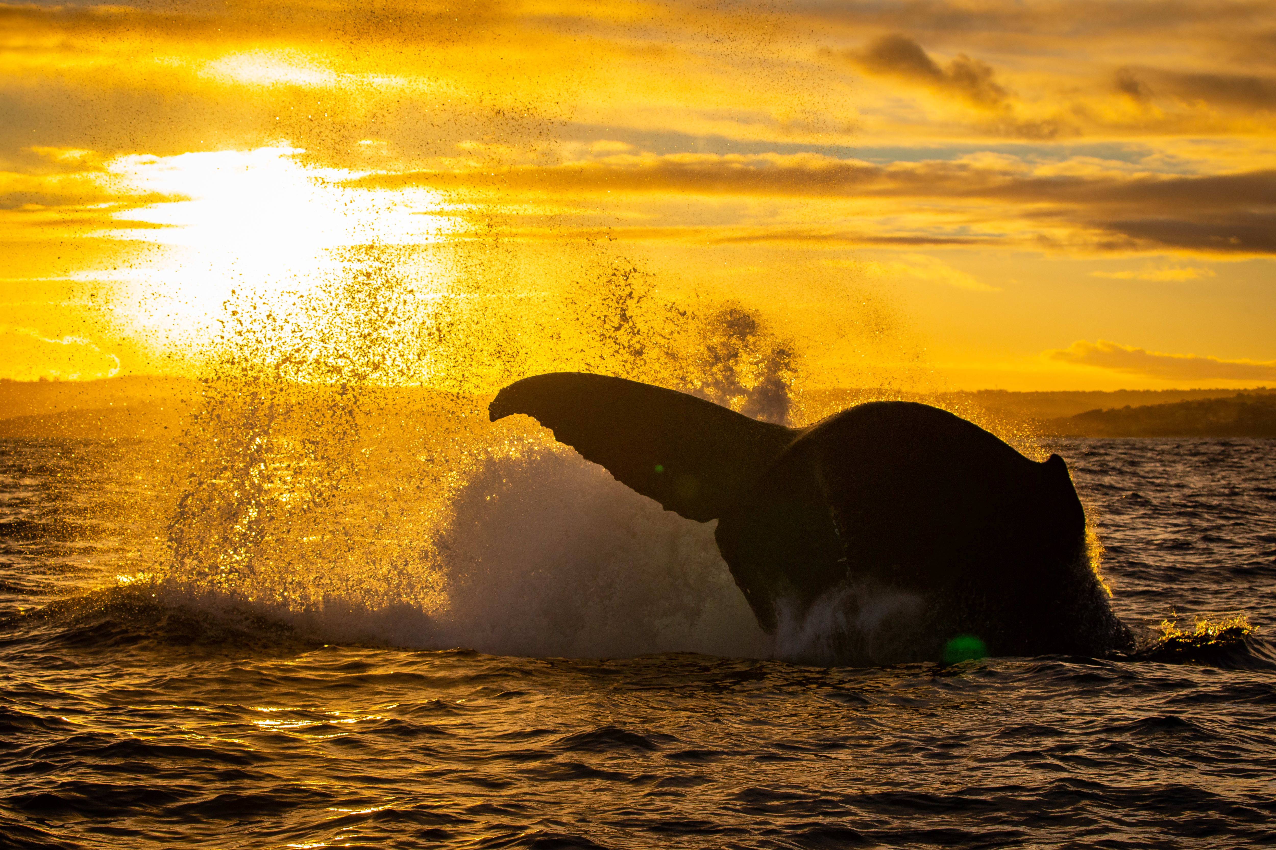 Whale Watching Sydney