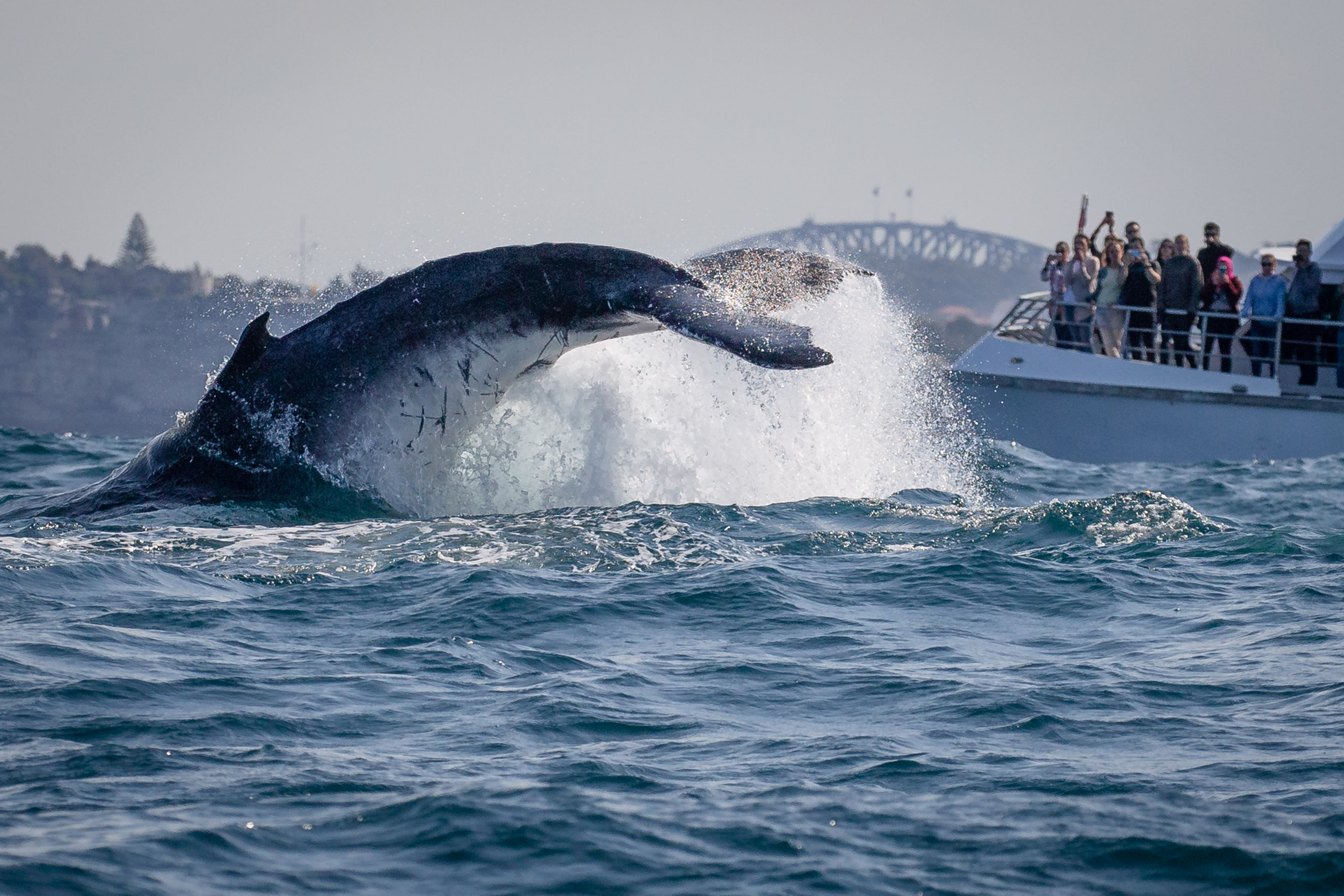 Whale Watching Sydney