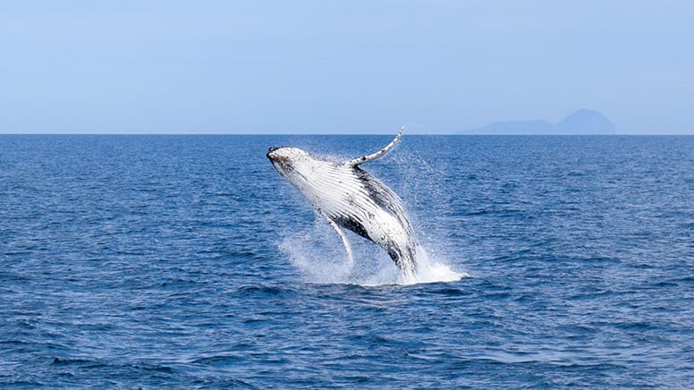 Scenic Whale Watching Cruise - South Gippsland