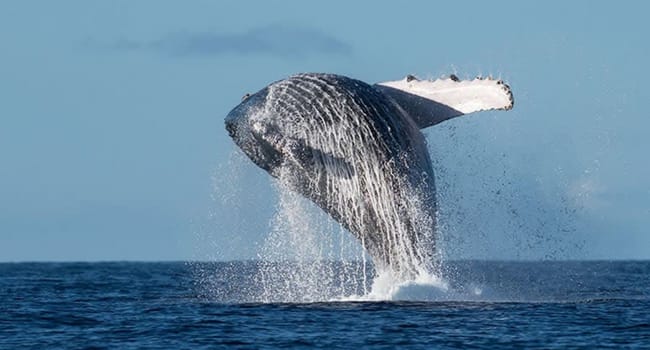 Whale Watching Sunshine Coast