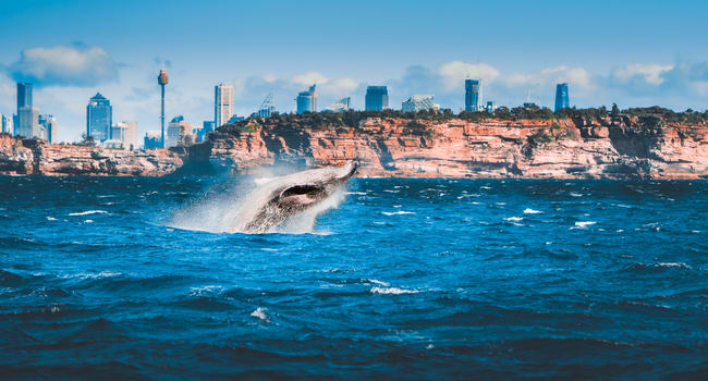 Whale Watching Sydney