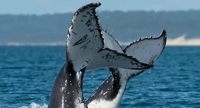 Whale Watching Jervis Bay