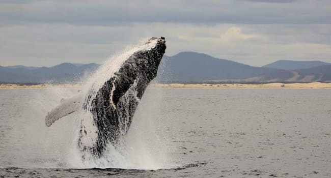 Whale Watching Port Stephens