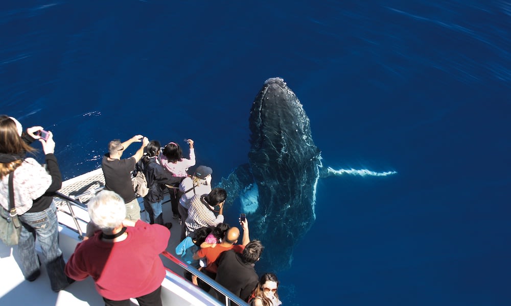 Whale Watching Cruise, 2.5 Hours - Main Beach, Gold Coast