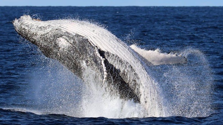 Whale Watching Cruise from Shell Cove - 90 Minutes