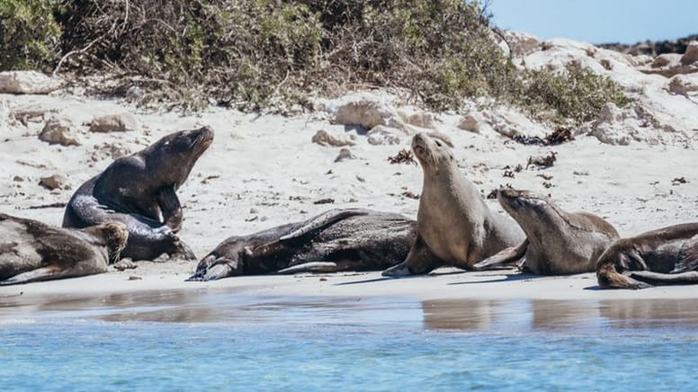 Dolphin, Sealion and Seafood Snorkel Adventure Cruise, 2.5 Hours - Perth