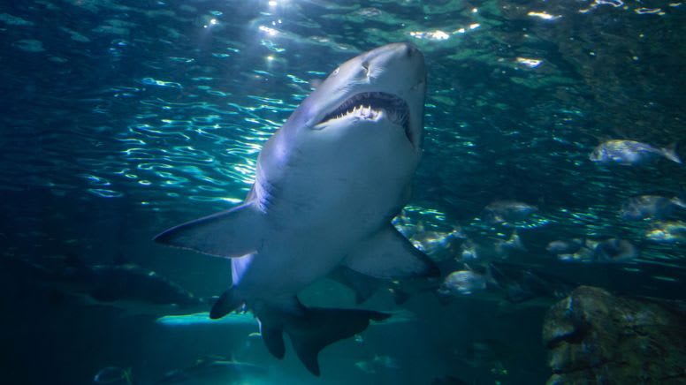 Dive with Sharks -  Sydney SEA LIFE Aquarium