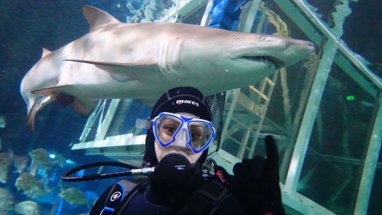 Dive with Sharks -  Sydney SEA LIFE Aquarium