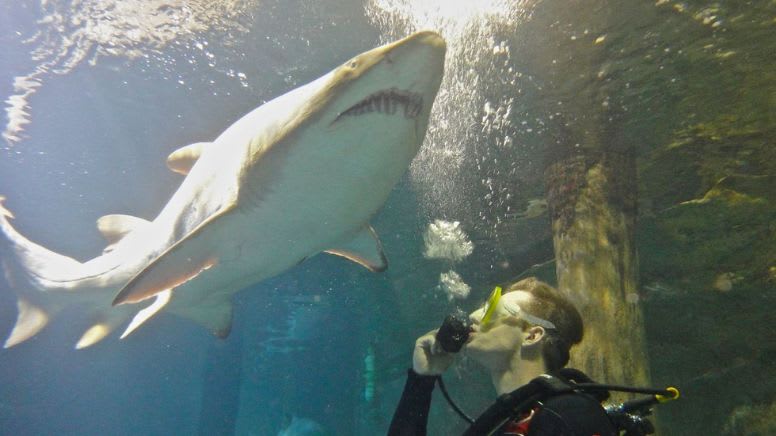 Dive with Sharks -  Sydney SEA LIFE Aquarium