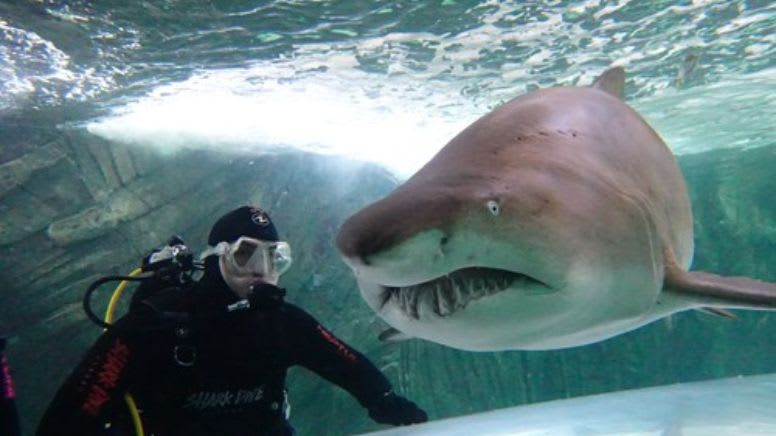 Dive With Sharks - Sunshine Coast SEA LIFE Aquarium