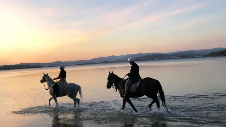 7 Mile Beach Horse Ride 2 Hours Cambridge Adrenaline