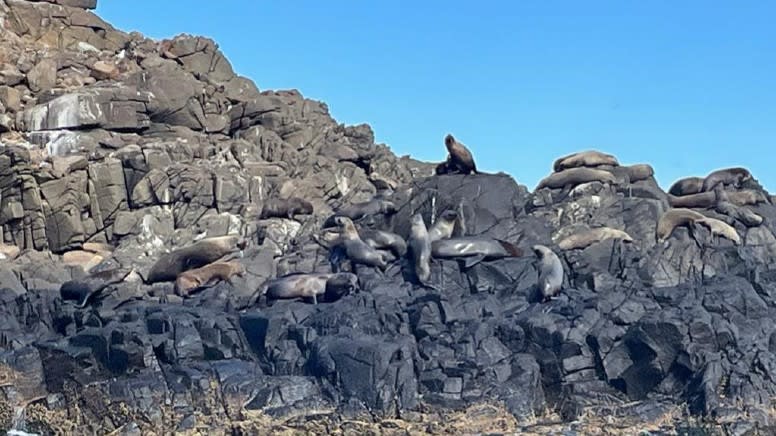 Eco Scenic Cruise - 2 Hours, Shell Cove