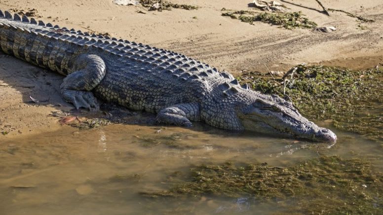 Crocodile Express Daintree River Cruise, 1 Hour - Daintree Gateway