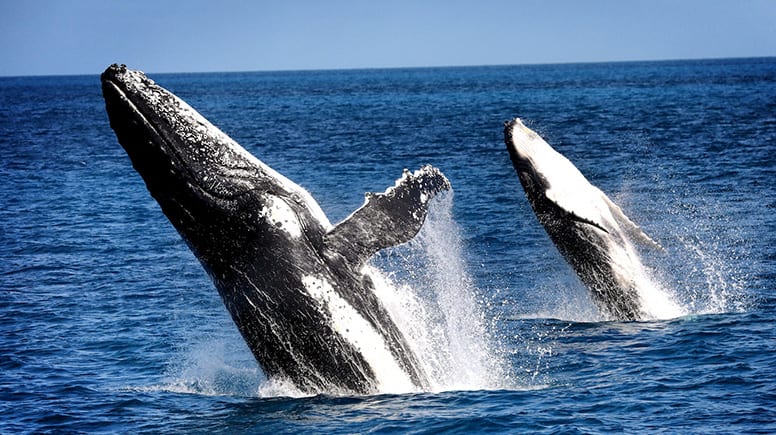 Whale Watching Cruise with Lunch, 5 Hours - Hervey Bay