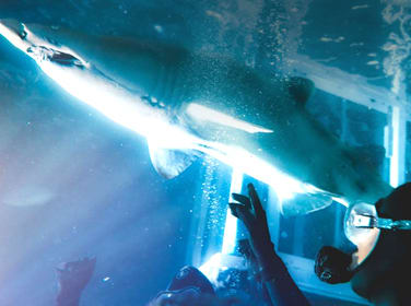 Swimming with Sharks