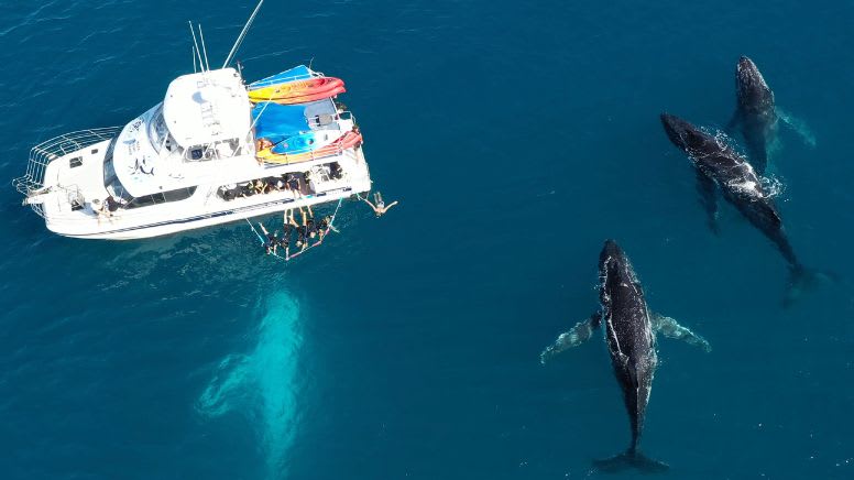 Remote Fraser Island (K'gari) Tour with Whale Watching - Hervey Bay