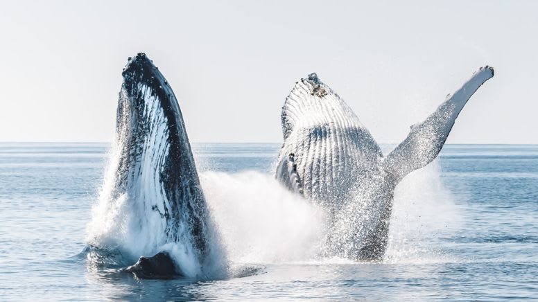 Whale Watching and K'gari Island Adventure Tour, 5 Hours - Hervey Bay