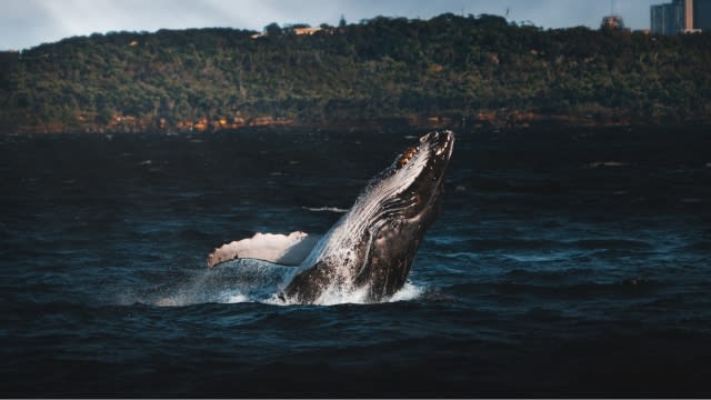 1. Whale Watching in Sydney