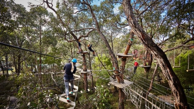 4. Tree Surfing in Mornington Peninsula