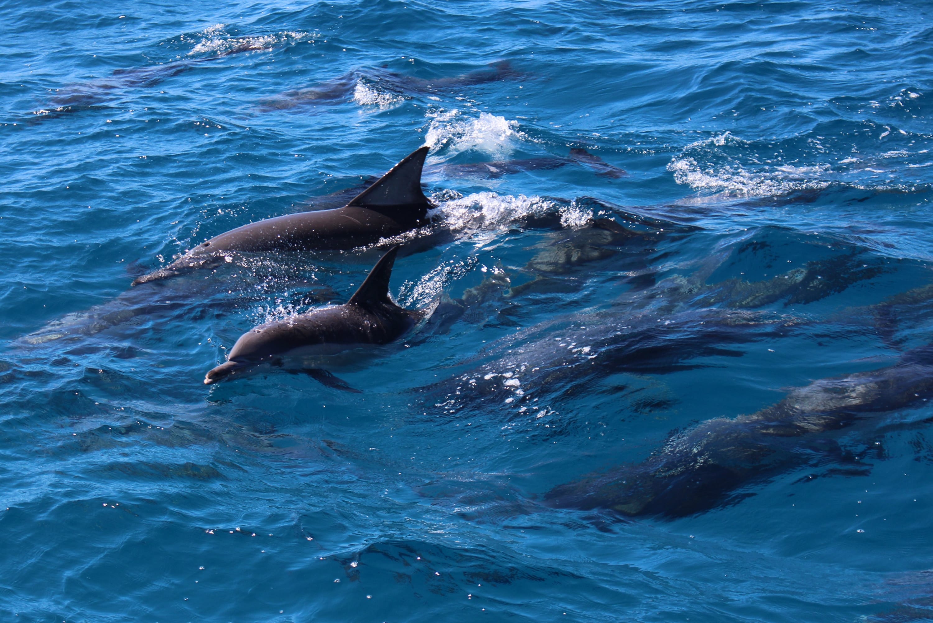 Moreton Bay Marine Discovery Cruise - Brisbane