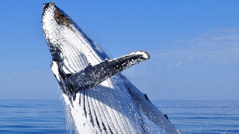Augusta Whale Watching Tour - Margaret River - 2 Hours