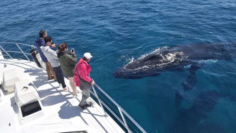 Augusta Whale Watching Tour - Margaret River - 2 Hours