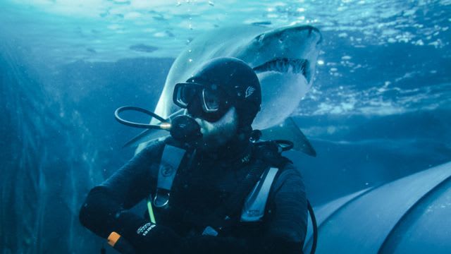 Swimming with sharks