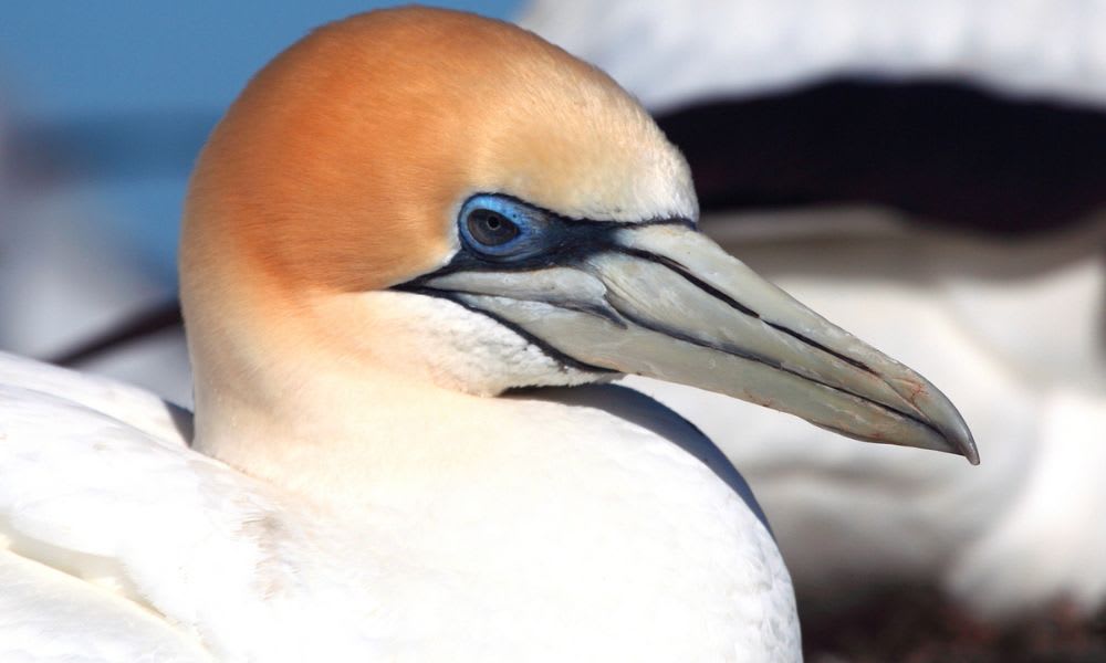 Dolphin Experience Sightseeing Cruise - Mornington Peninsula, VIC