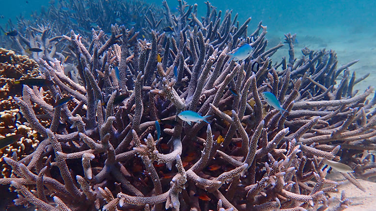 Ningaloo Reef Snorkel Adventure, Full Day - Exmouth