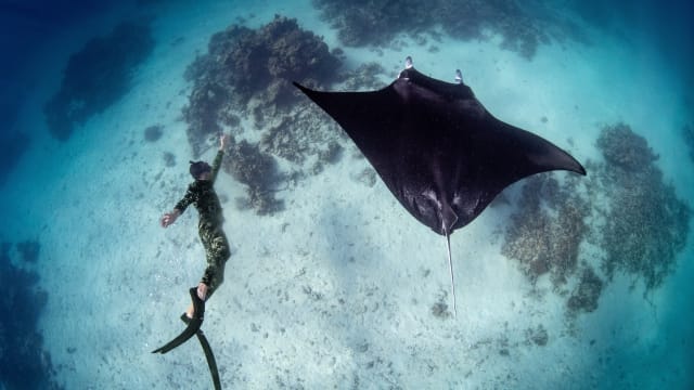 Discover Freediving