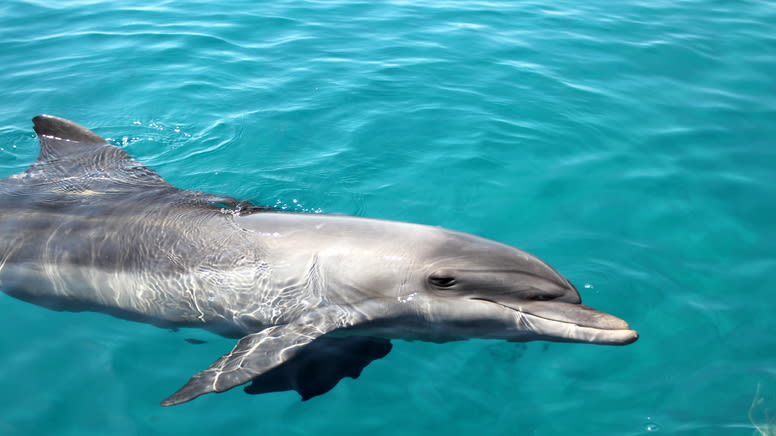 Dolphin Cruise with Tangalooma Wrecks Snorkel Tour - With Transfers From Gold Coast