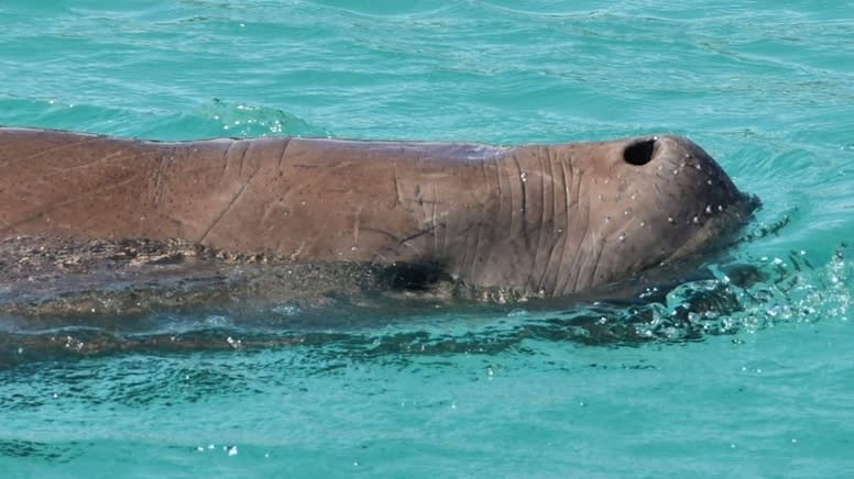 Moreton Island Eco Marine Safari Cruise - Redcliffe, Brisbane