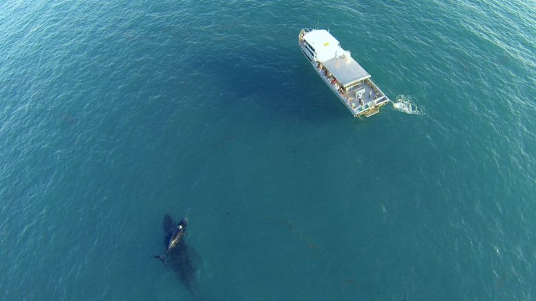 Sunset Whale Watching Cruise, 3 Hours - Broome