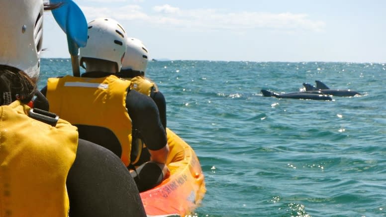 Dolphin Kayak Tour, 2.5 Hours - Byron Bay