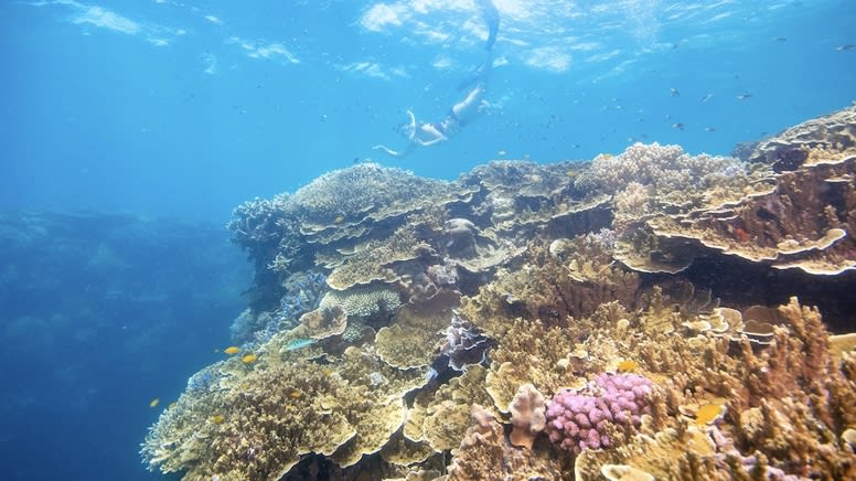 Great Barrier Reef Cruise & Guided Snorkel Tour, Full Day - Cairns