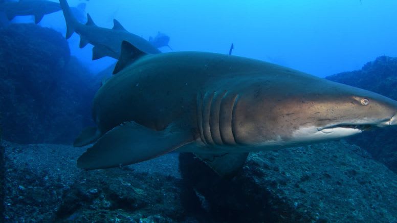 Scuba Dive With Grey Nurse Sharks, 1 Day - Bushrangers Bay