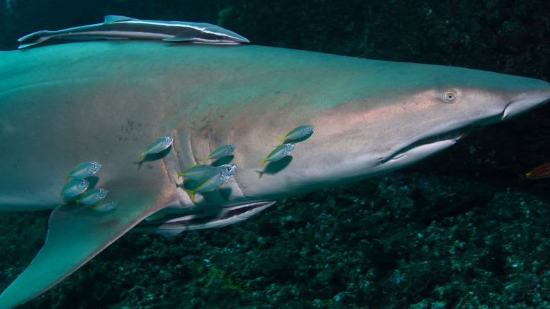 Scuba Dive With Grey Nurse Sharks, 1 Day - Bushrangers Bay