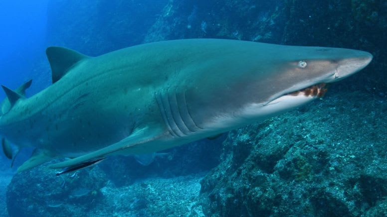 Scuba Dive With Grey Nurse Sharks, 1 Day - Bushrangers Bay